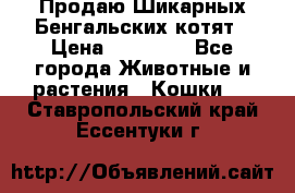 Продаю Шикарных Бенгальских котят › Цена ­ 17 000 - Все города Животные и растения » Кошки   . Ставропольский край,Ессентуки г.